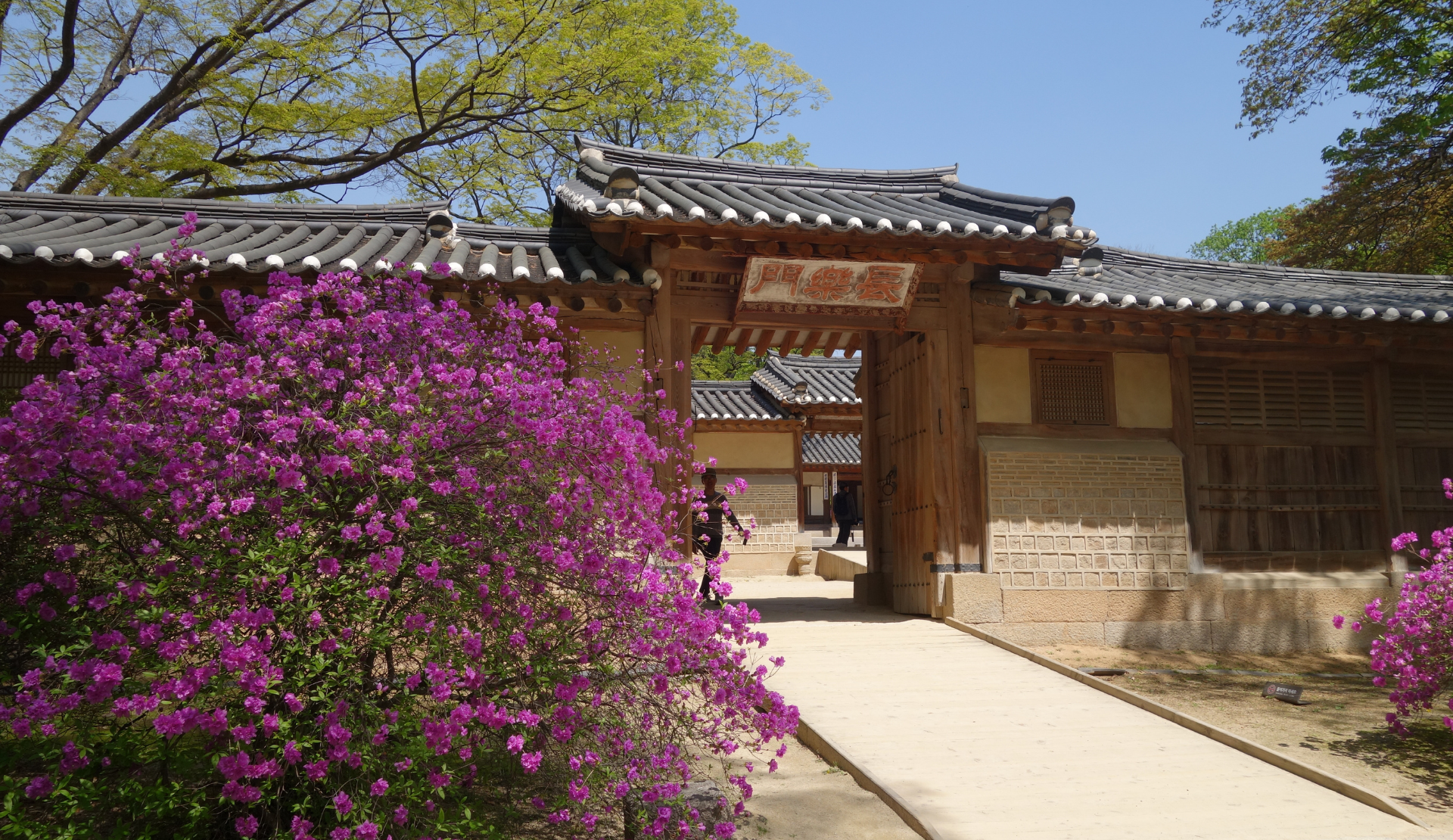 Blühende Azaleen in leuchtendem Pink vor einem Palastgebäude im Secret Garden des Changdeokgung-Palastes in Seoul im Frühling