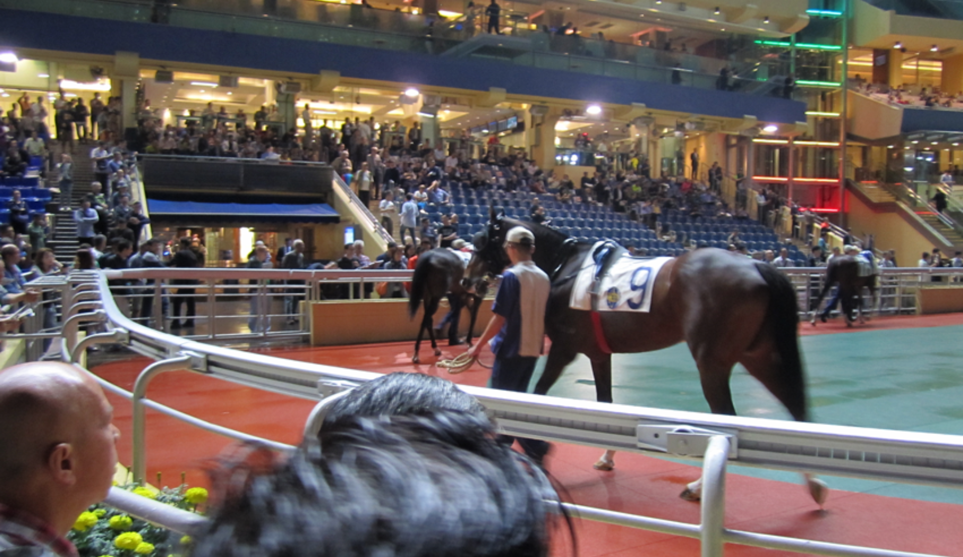 Rennpferde im Führring von Happy Valley Racecourse in Hongkong werden vor dem Rennen den Zuschauern präsentiert
