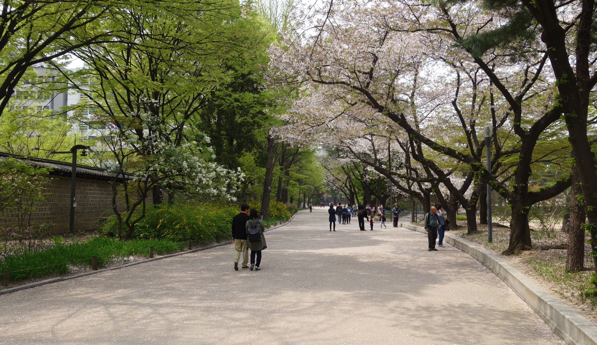 Besucher spazieren im Frühling unter blühenden Kirschbäumen auf dem Gelände des Deoksugung Palastes in Seoul