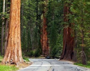 USA, Westen, Sequoia Trees