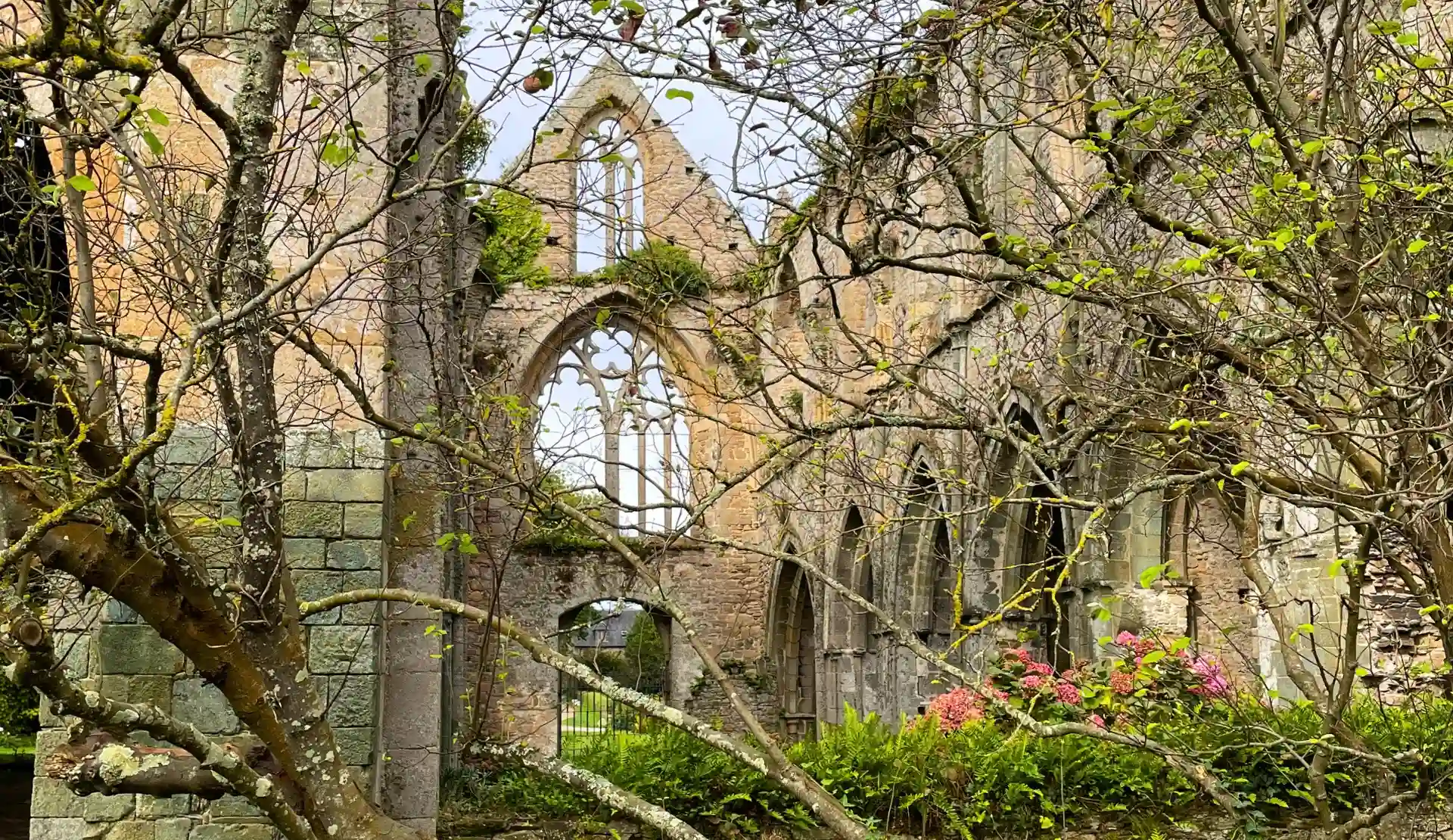 Ruine der Abbaye de Beauport bei Paimpol mit gotischen Spitzbogenfenstern, umgeben von Bäumen und Blumen