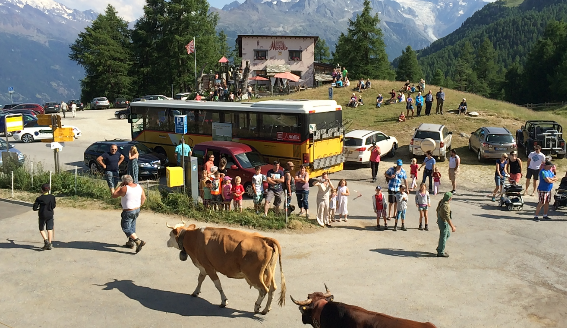 Alpaufzug im Oberwallis mit Kühen und Besuchern auf der Moosalp
