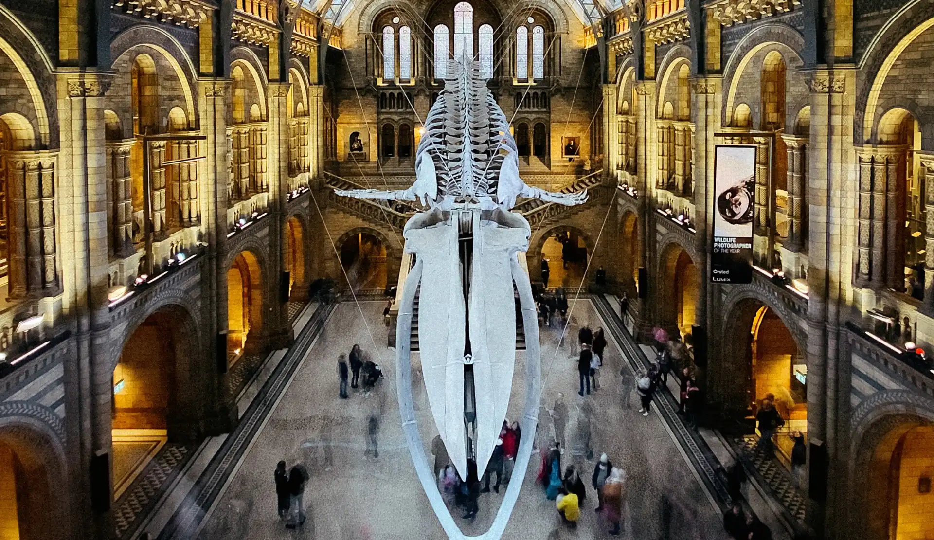 Blauwalskelett in der Hintze Hall des Natural History Museum London