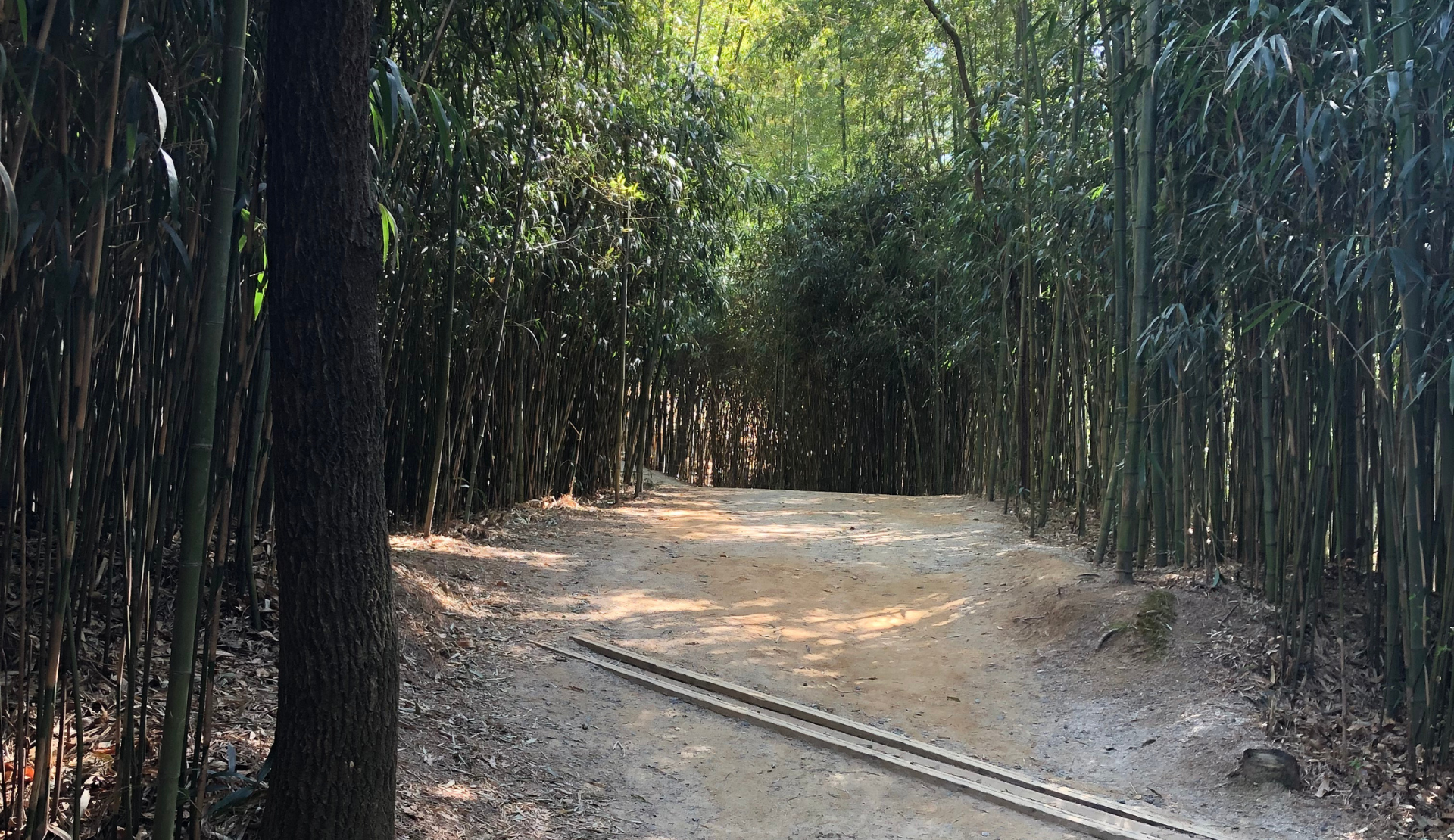 Sandweg zwischen hohen Bambusstämmen im Juknokwon Bambuswald in Damyang, Südkorea