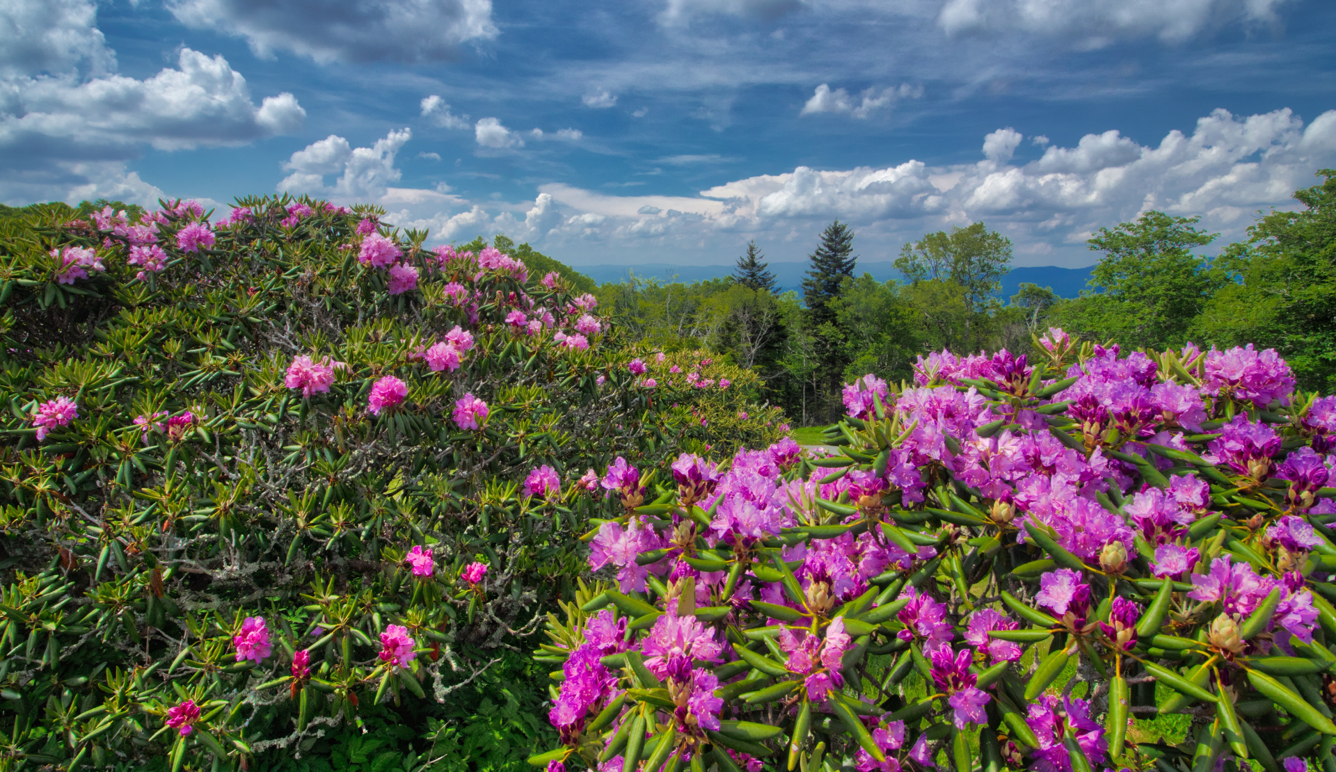 Blühende Rhododendren in den Craggy Gardens am Blue Ridge Parkway