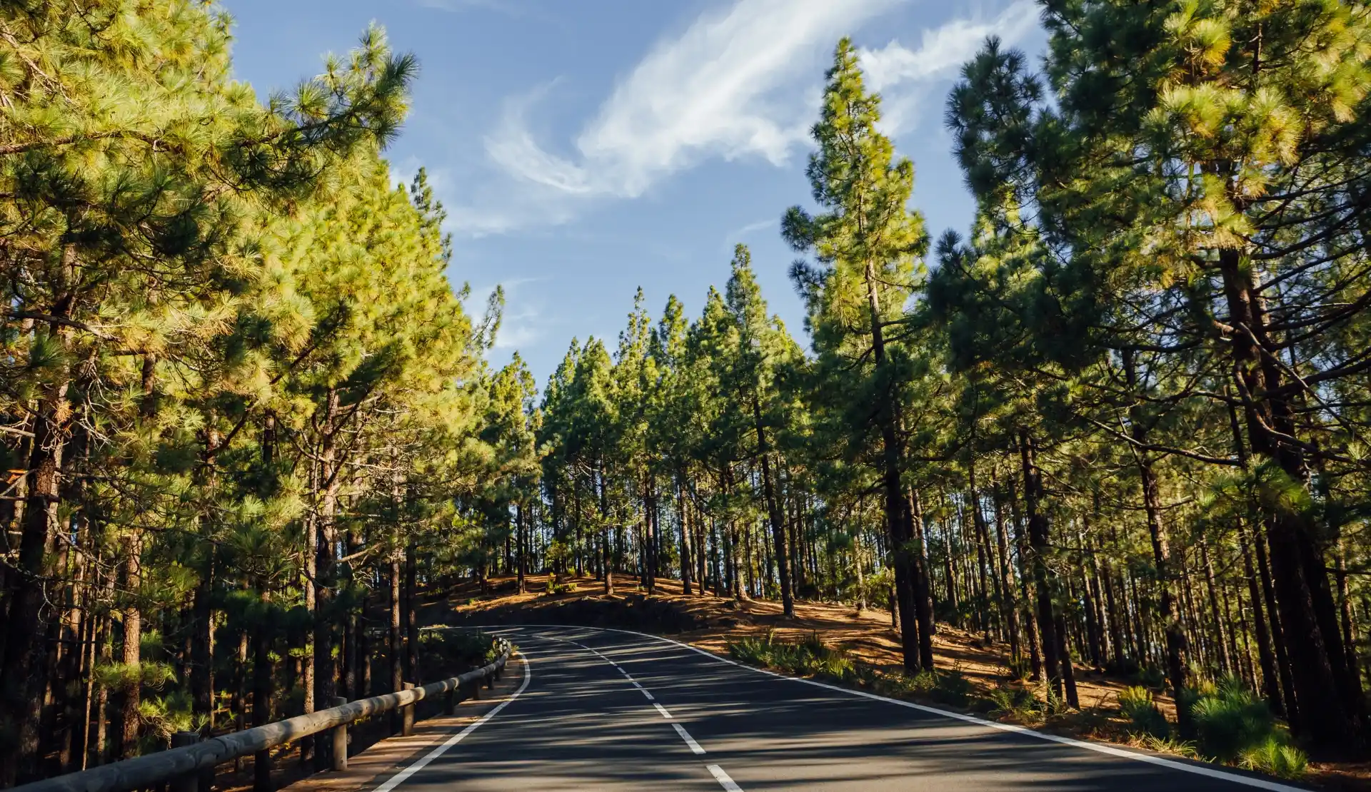 Sonnendurchfluteter Kiefernwald im Bosque de la Esperanza im Norden von Teneriffa