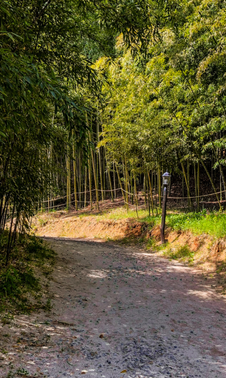 Pfad durch den Bambuswald Juknokwon in Damyang, Südkorea