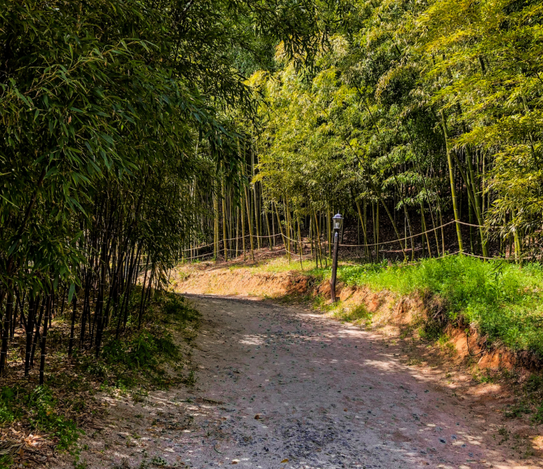 Pfad durch den Bambuswald Juknokwon in Damyang, Südkorea