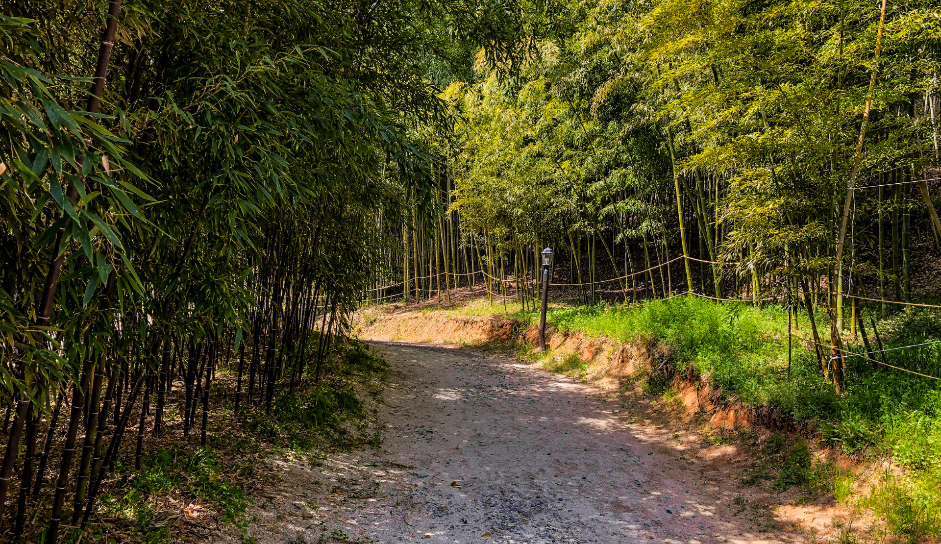 Pfad durch den Bambuswald Juknokwon in Damyang, Südkorea