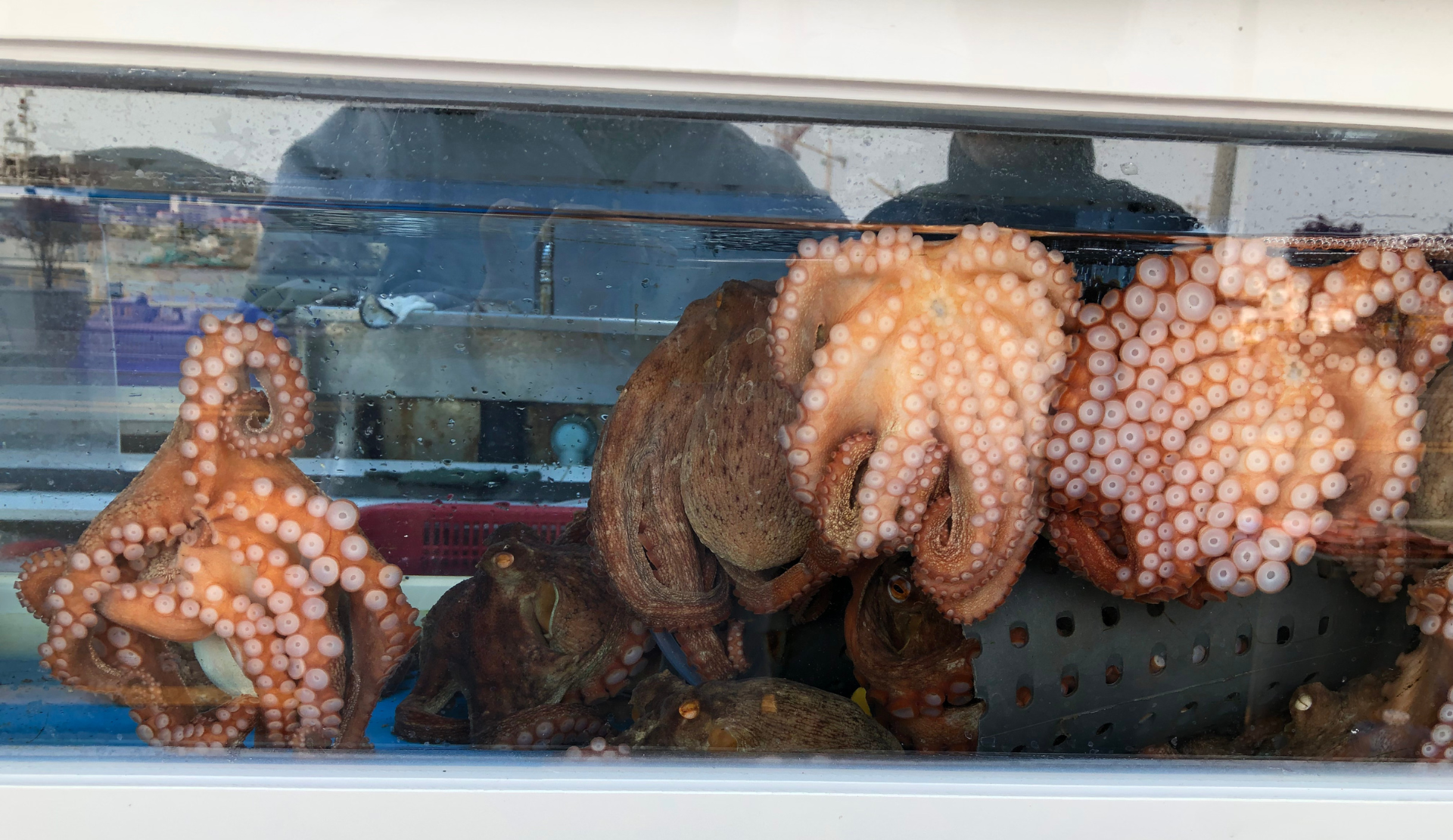 Lebende Oktopusse in einem Wasserbecken eines Seafood-Restaurants am Fischerhafen von Tongyeong, Südkorea