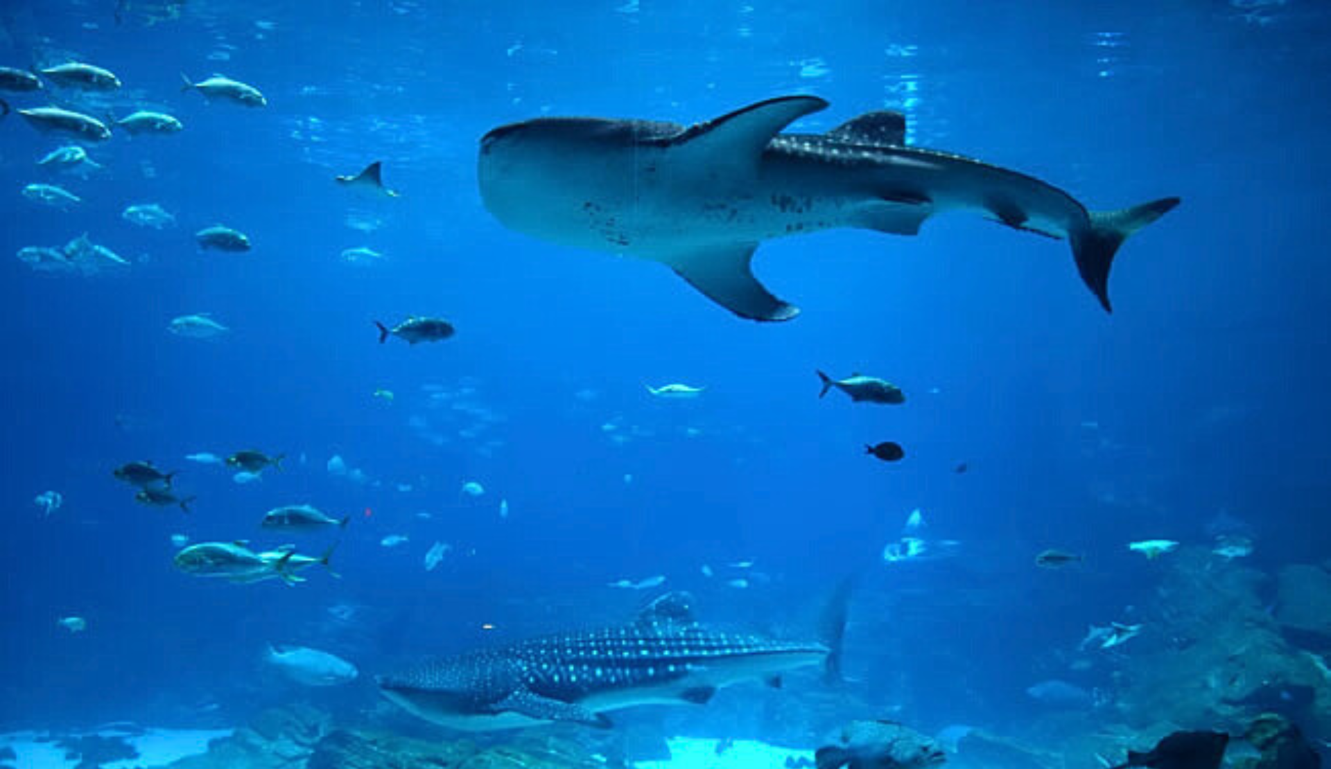 Walhai und verschiedene Fische im großen Becken des Georgia Aquariums in Atlanta.
