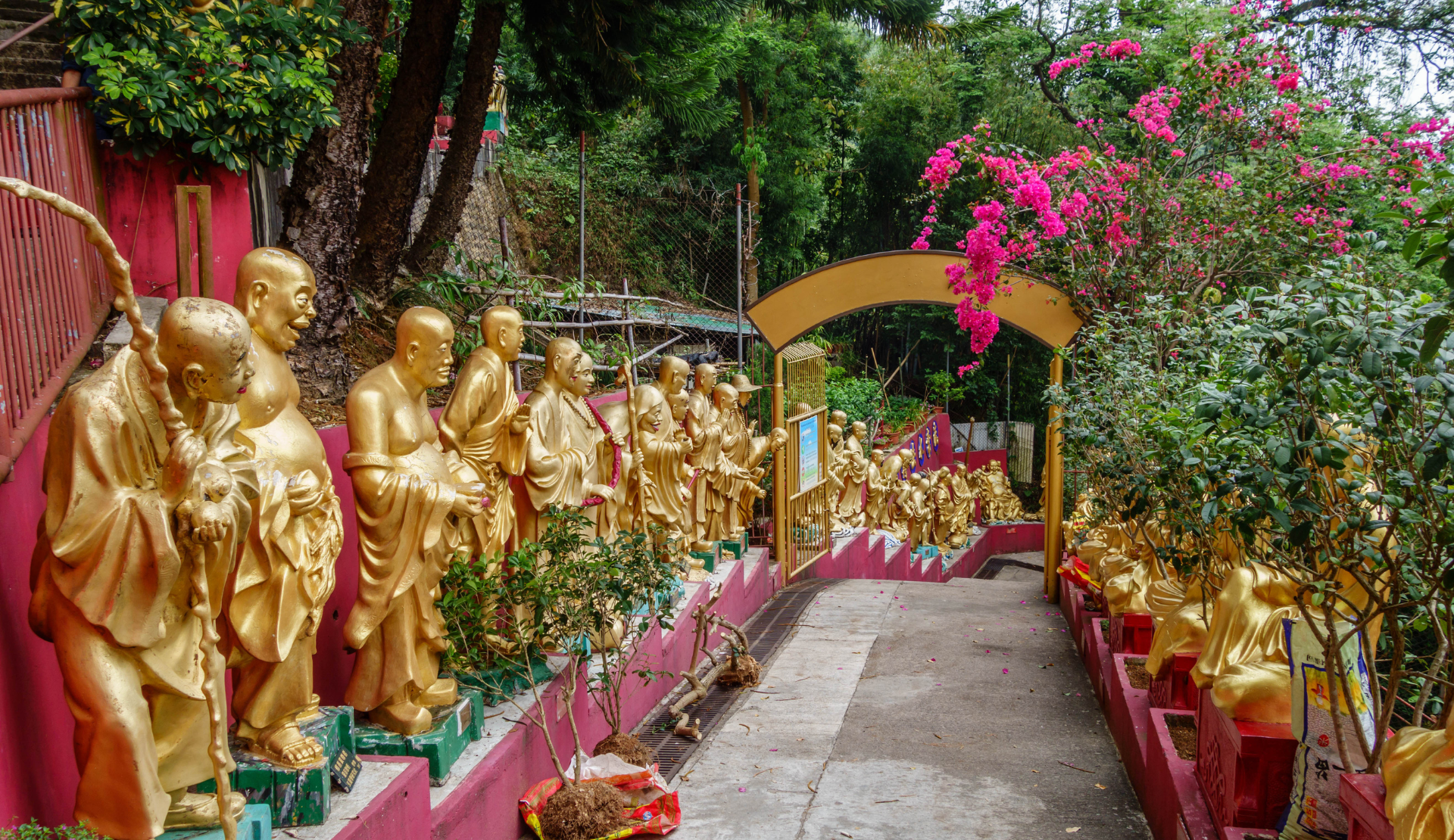 Goldene Arhat-Statuen in einem buddhistischen Tempel in Hongkong mit leuchtenden Bougainvillea-Blüten und üppiger Vegetation