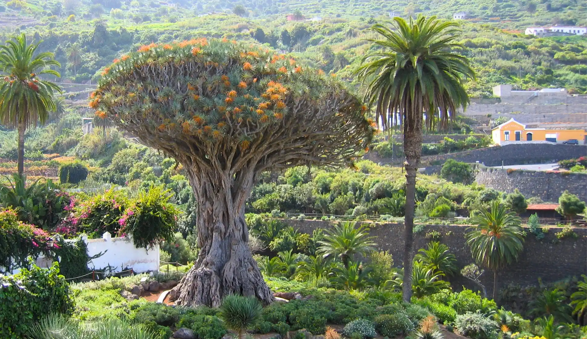 Der Drago Milenario, ein jahrhundertealter Drachenbaum im Parque del Drago in Icod de los Vinos auf Teneriffa