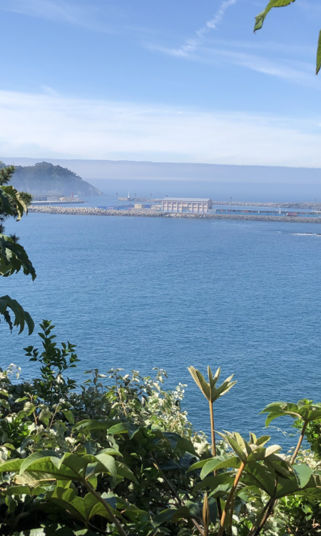Blick auf das Meer von Jeju Island Südkorea mit subtropischer Vegetation im Vordergrund