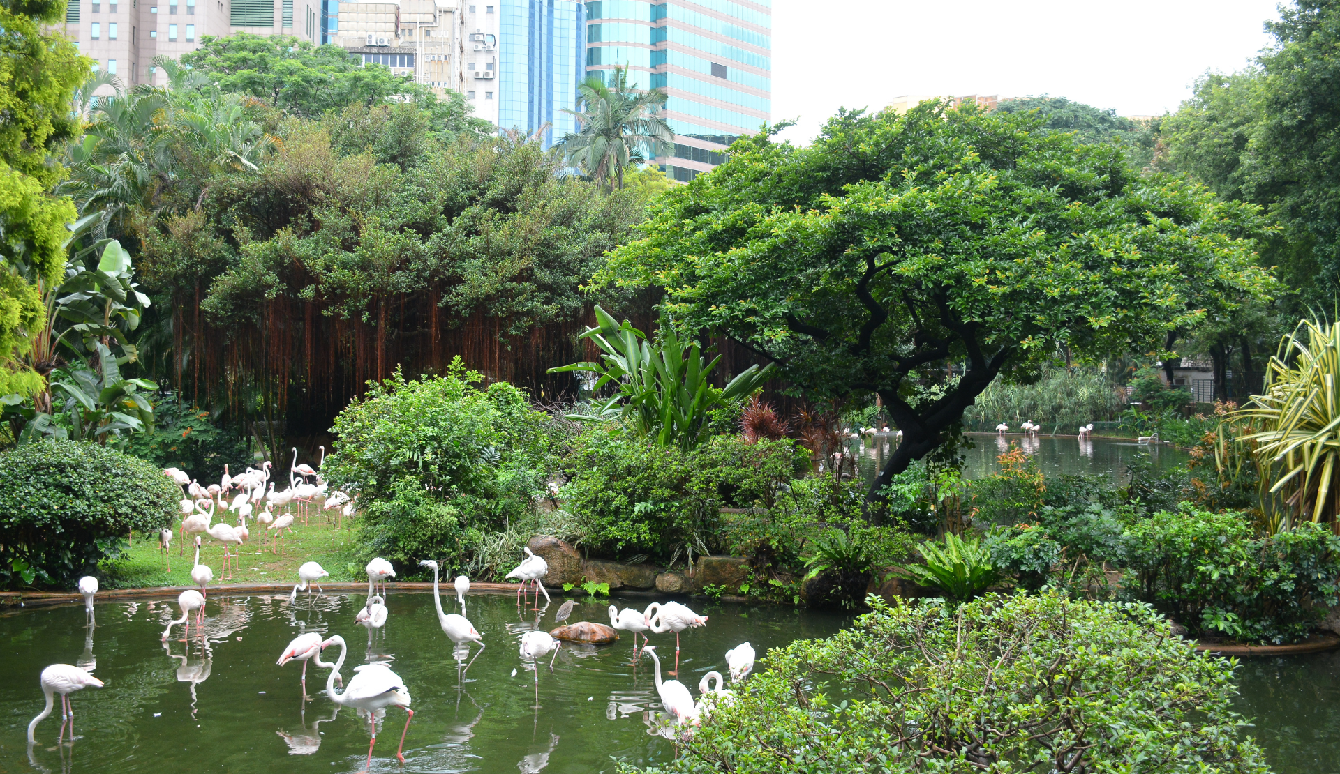Flamingos im Teich des Kowloon Parks in Hongkong umgeben von üppiger tropischer Vegetation und alten Bäumen