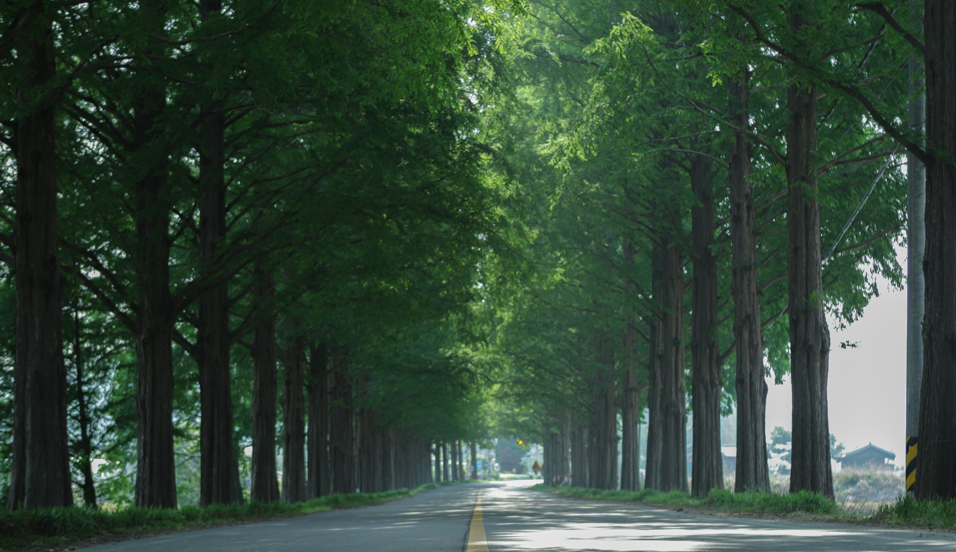 Metasequoia-Allee in Damyang, Südkorea mit hohen Bäumen auf beiden Seiten der Straße