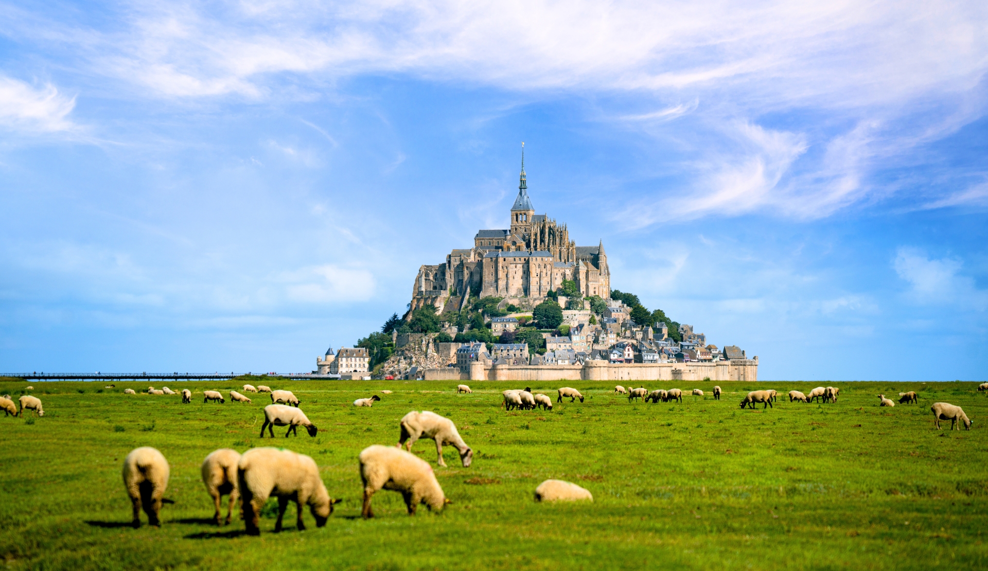 Der Mont Saint-Michel in der Normandie mit weidenden Schafen auf den umliegenden Salzwiesen