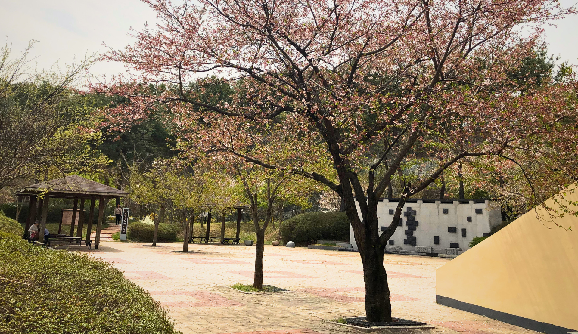Gepflegter Rastplatz auf der Autobahn in Südkorea auf dem Weg nach Jeonju mit Kirschblüten
