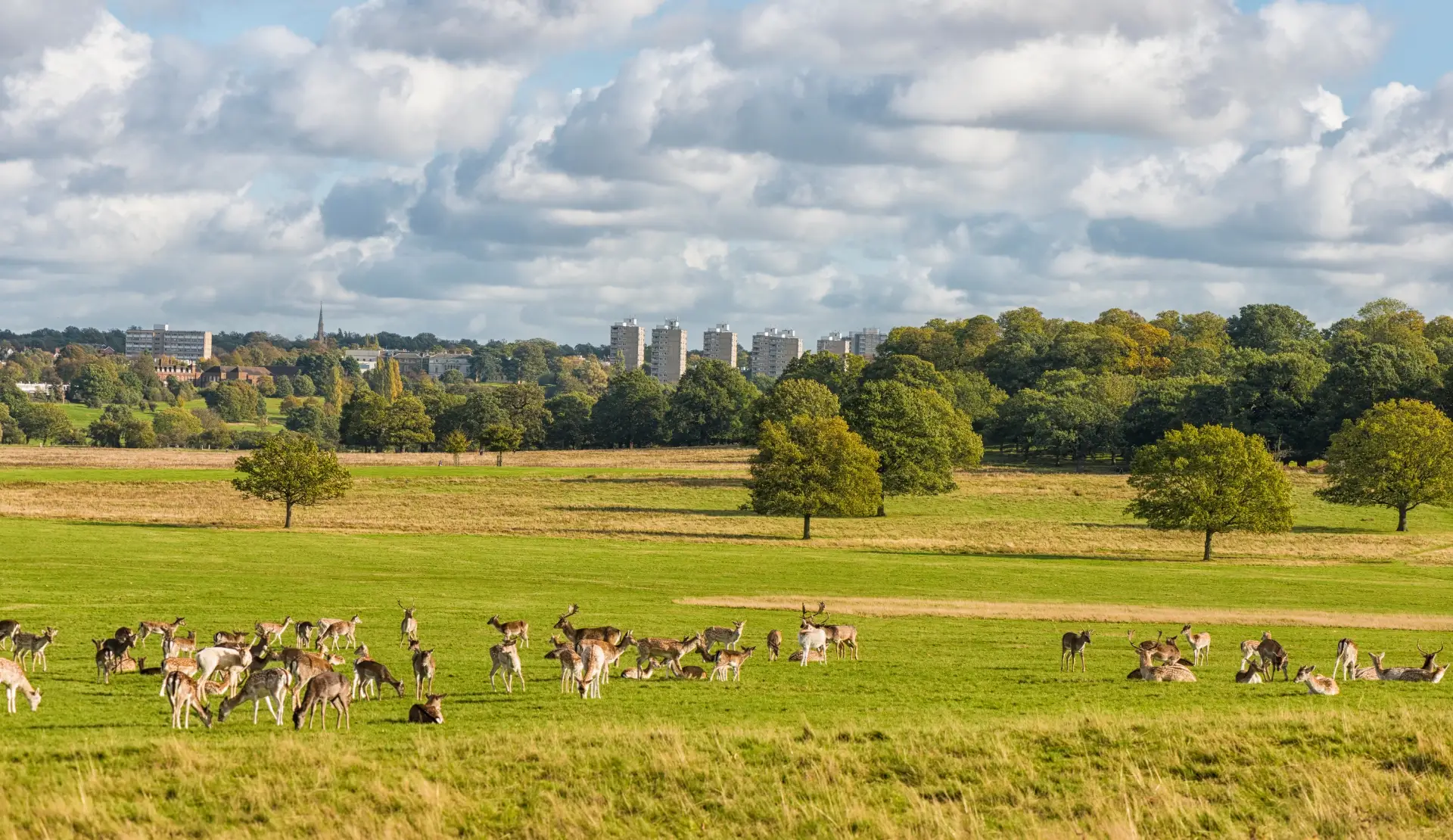 Hirschherde im Richmond Park mit der Londoner Skyline im Hintergrund