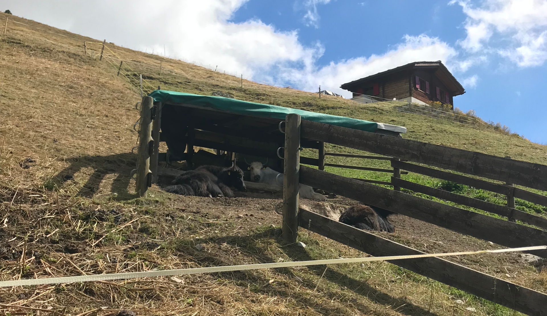 Schwarznasenschafe auf einer Alp im Oberwallis mit Bergchalet im Hintergrund