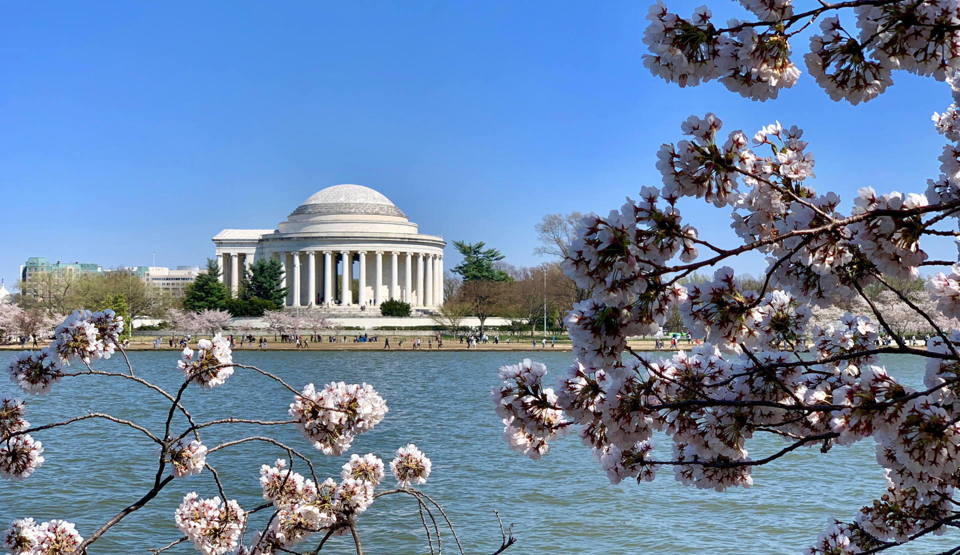 efferson Memorial in Washington DC mit Kirschblüten am Tidal Basin
