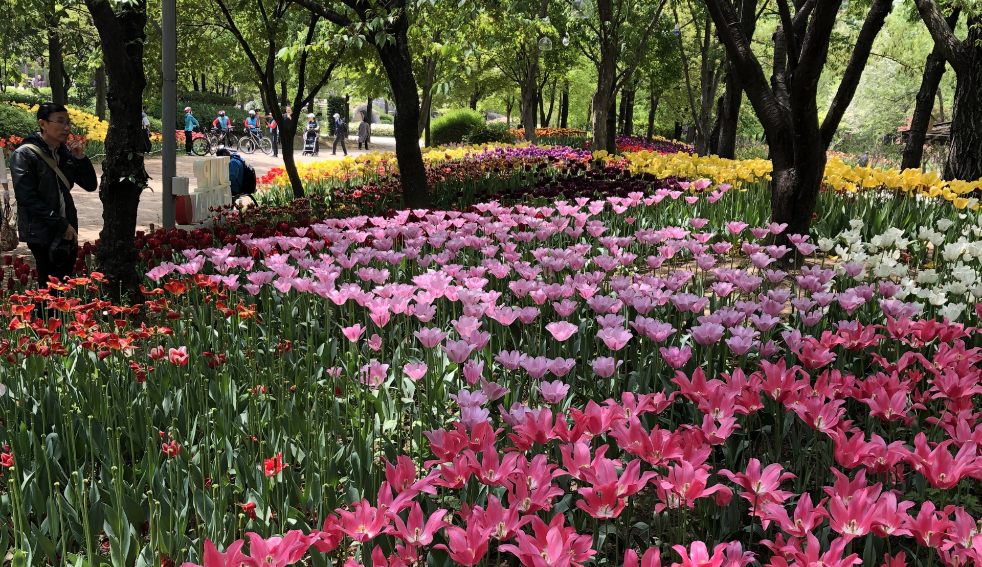Bunte Tulpen in Pink, Rot und Gelb im Seoul Forest im Frühling mit Bäumen im Hintergrund
