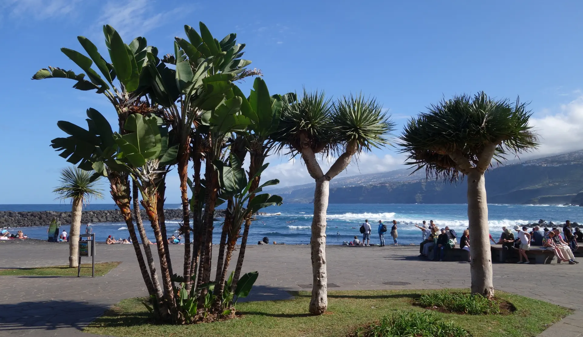 Palmen und Drachenbäume an der Promenade von Puerto de la Cruz auf Teneriffa