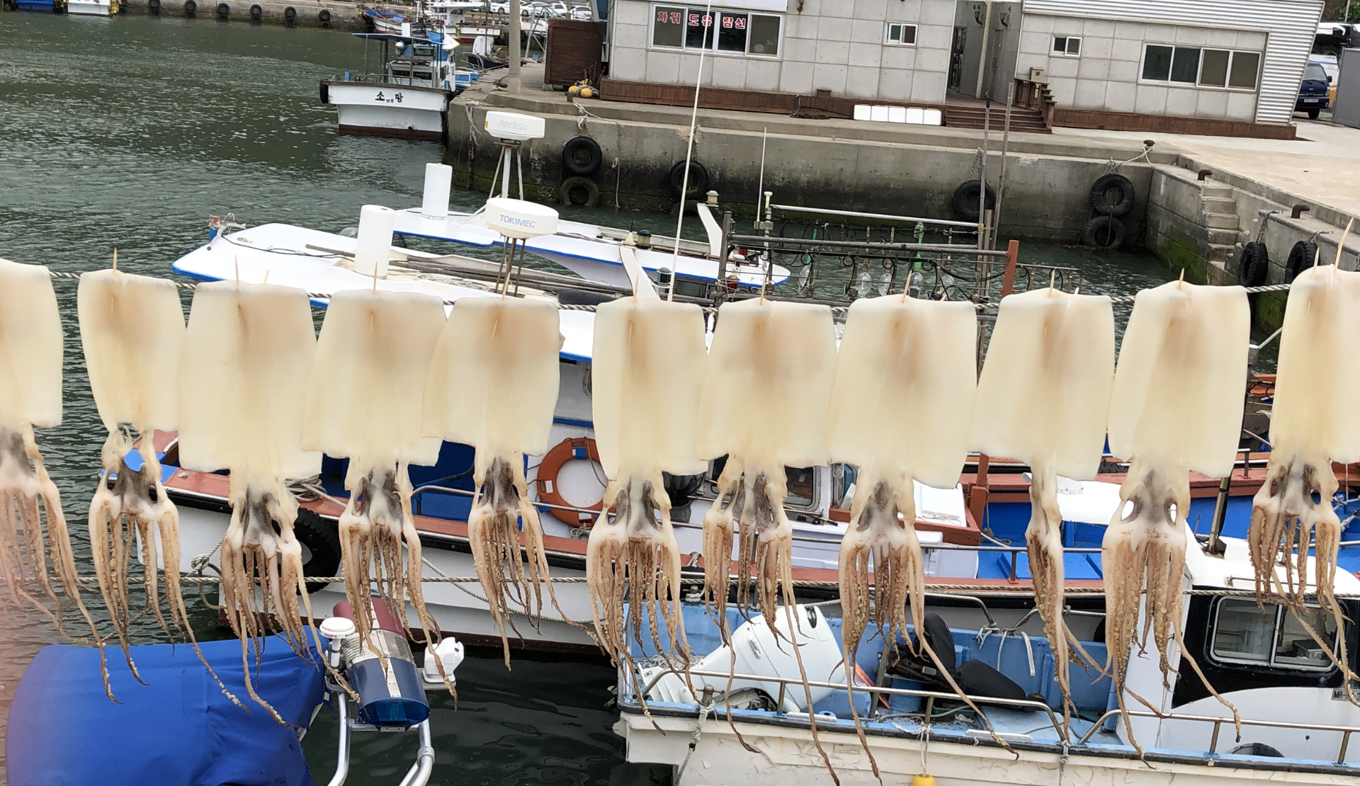 Zum Trocknen aufgehängte Tintenfische an einem Hafen auf Jeju Island Südkorea