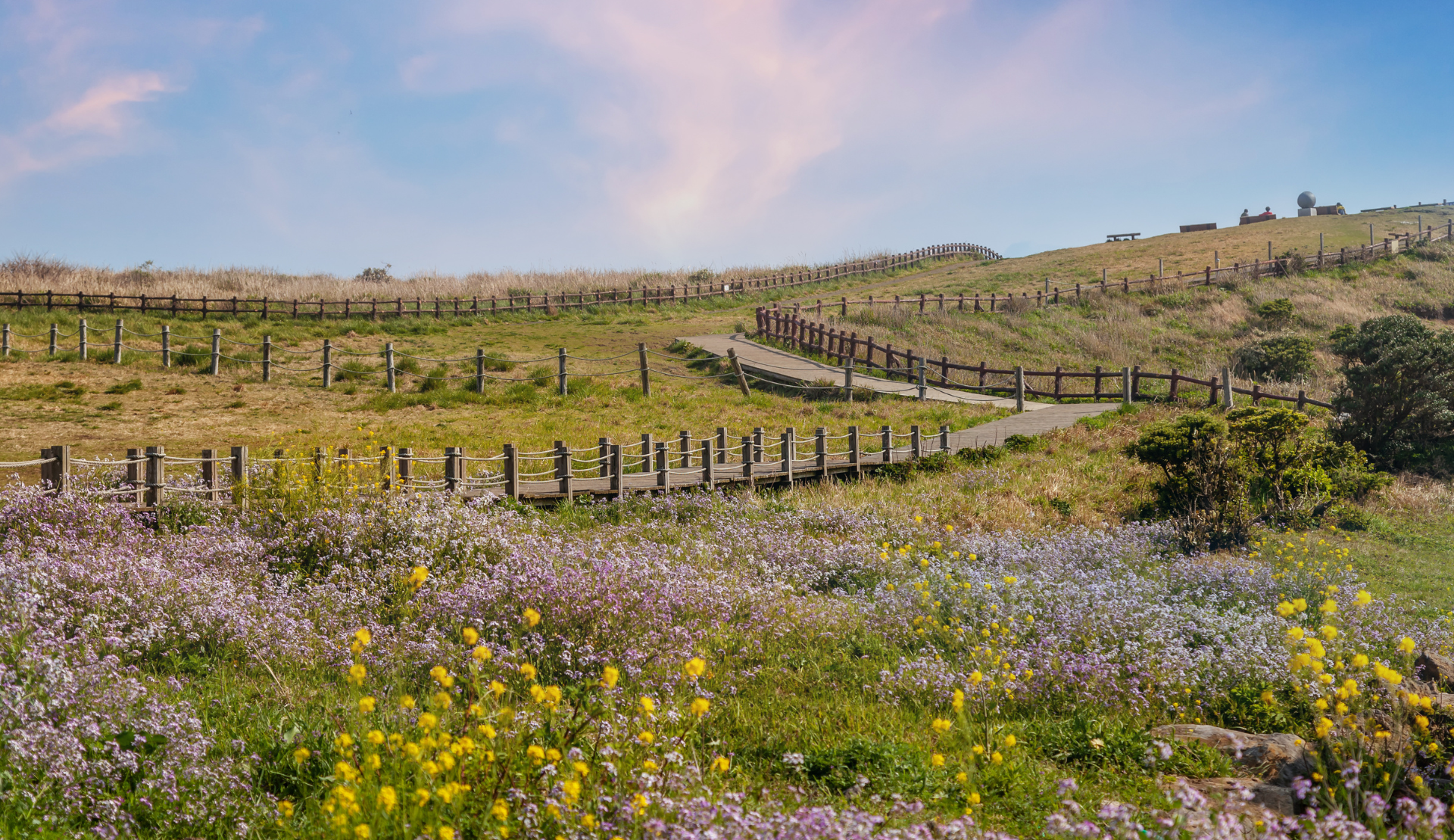 Blühende Frühlingslandschaft auf Udo Island Jeju Südkorea mit Holzzaun und Wanderweg