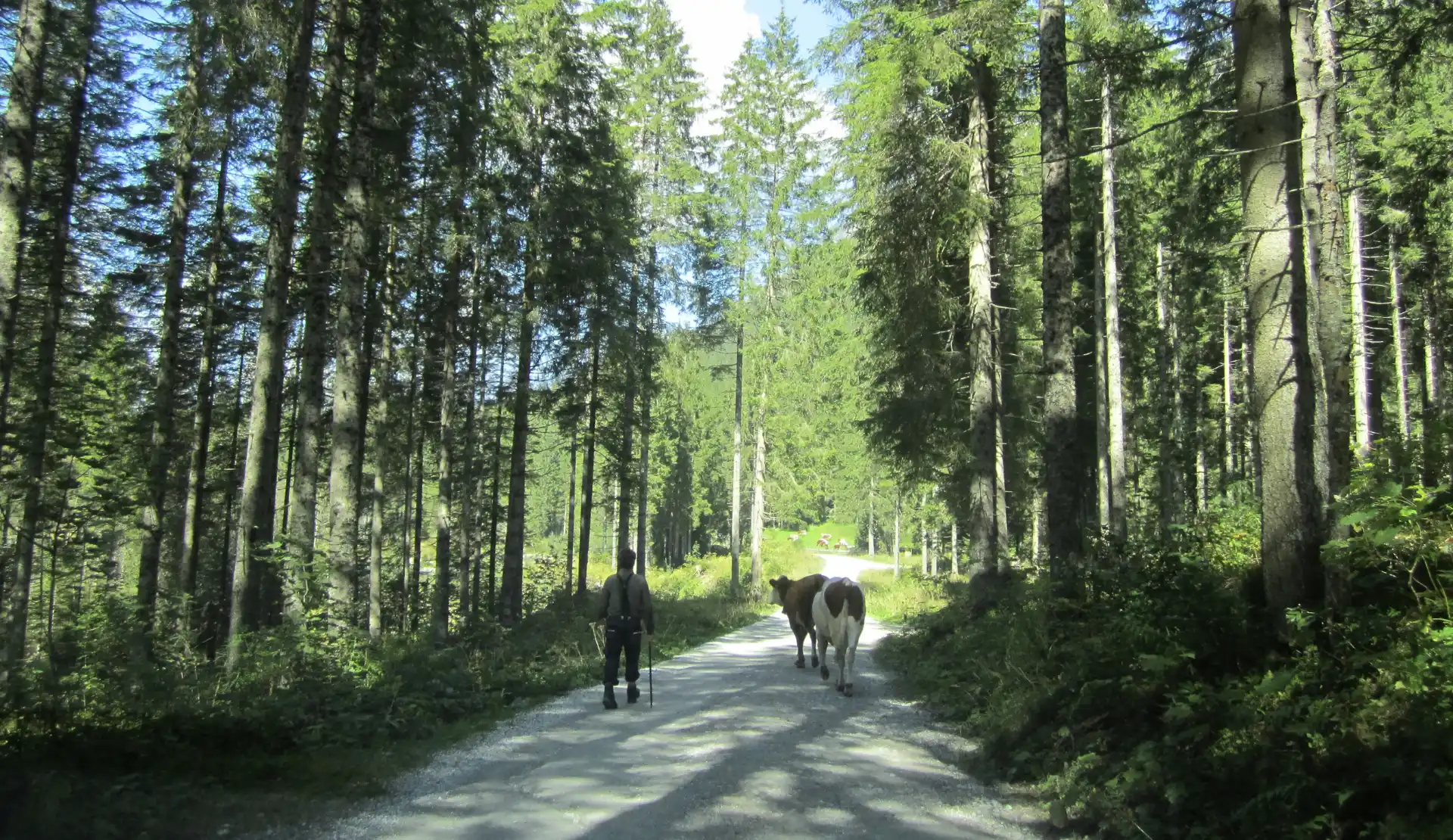 Wanderer und zwei Kühe auf einem Schotterweg durch den Wald auf dem Weg zum Tappenkarsee