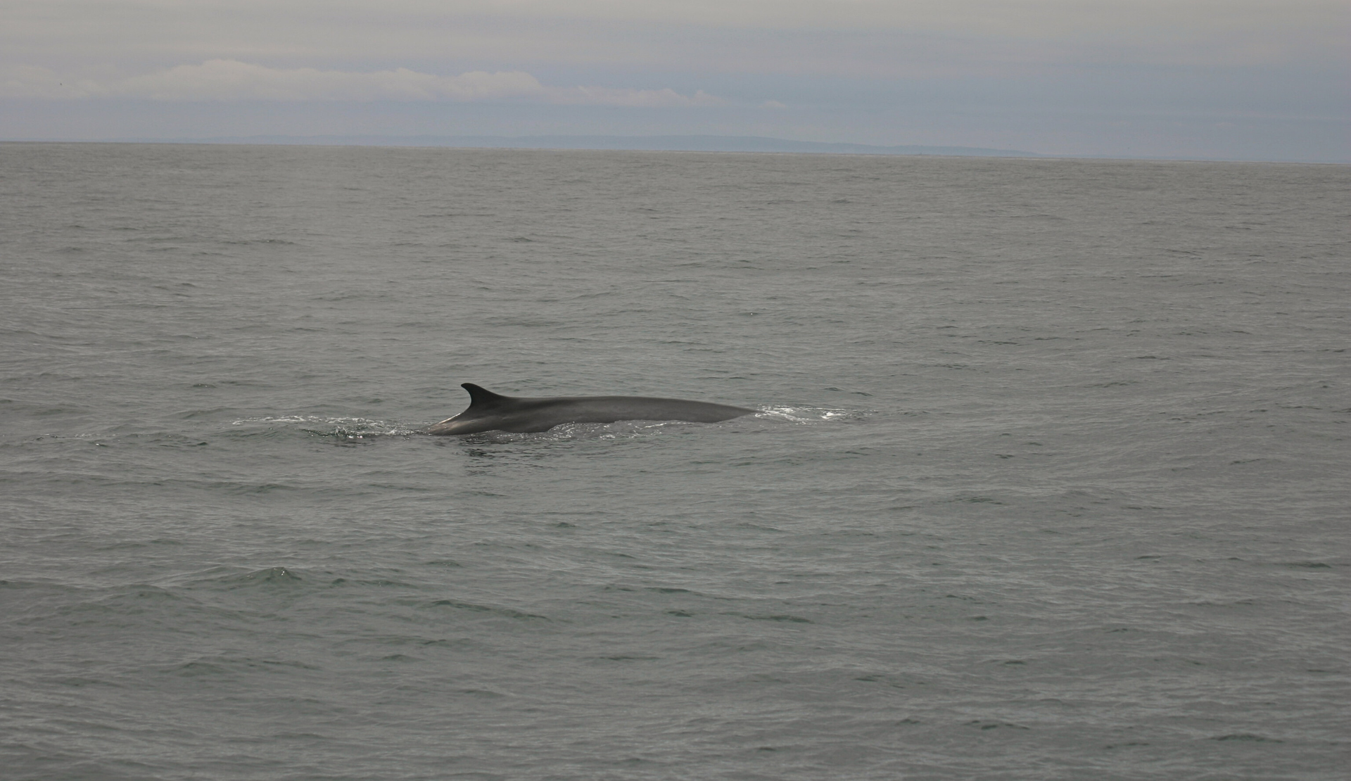 Blauwal an der Wasseroberflaeche vor der Kueste von Cape Cod beim Whale Watching
